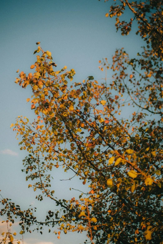 the trees against the blue sky are turning yellow