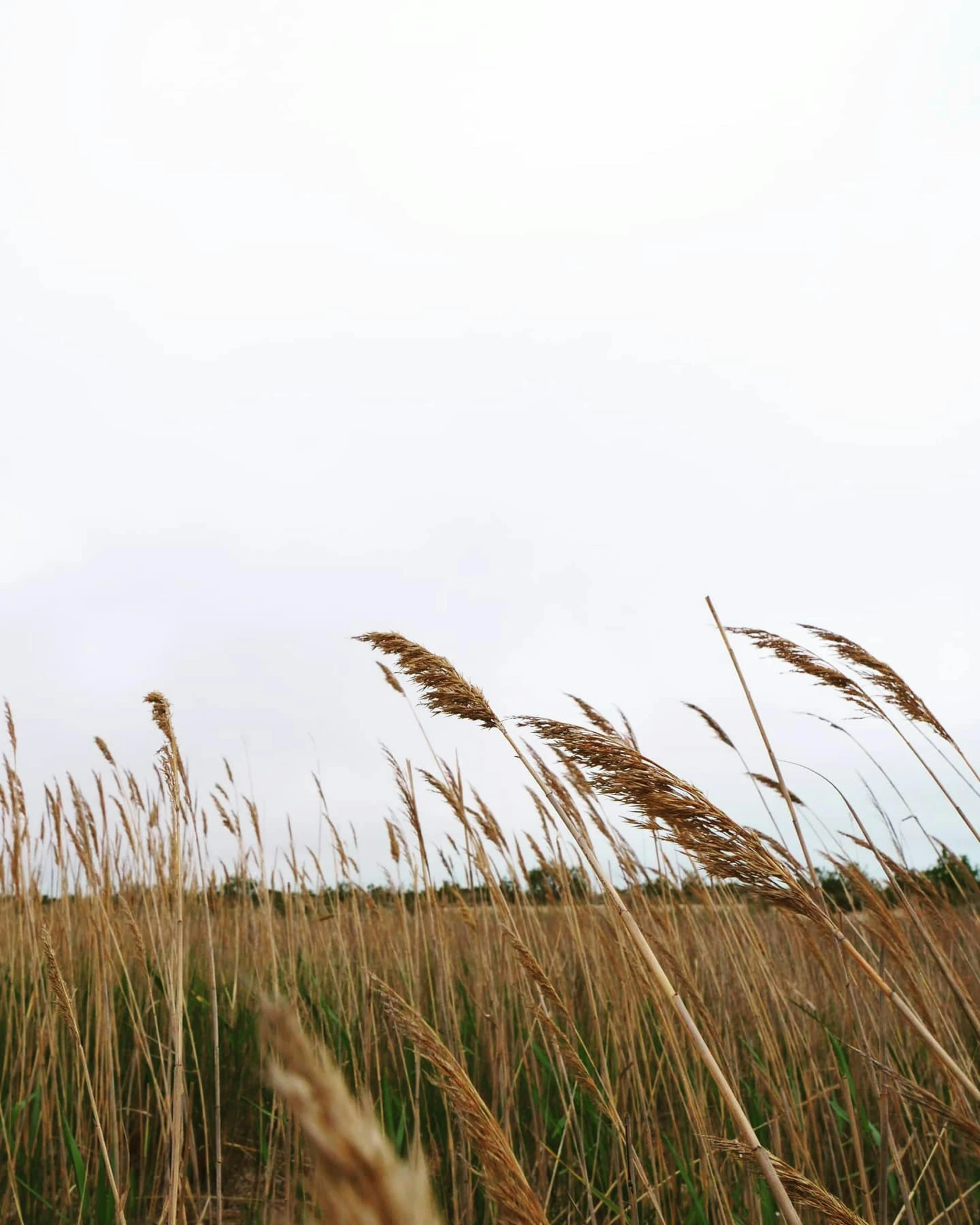 a view of some grass from the ground