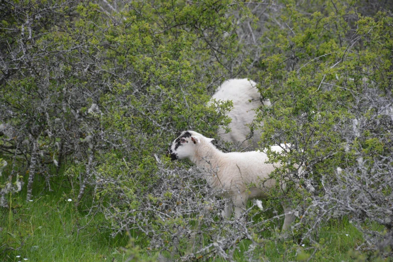 two goats in the woods by some trees