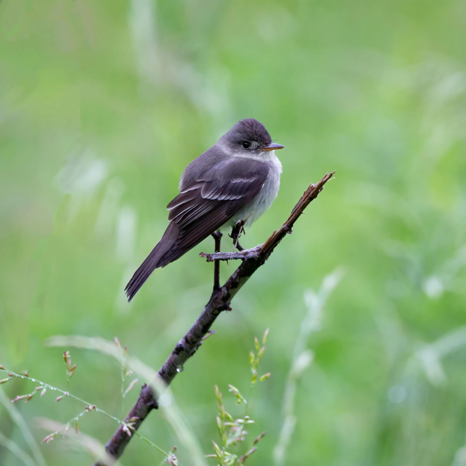 a small gray bird sitting on a nch