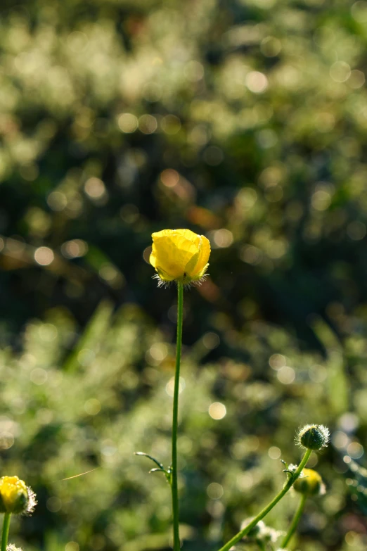 a yellow flower growing in the sun on the grass