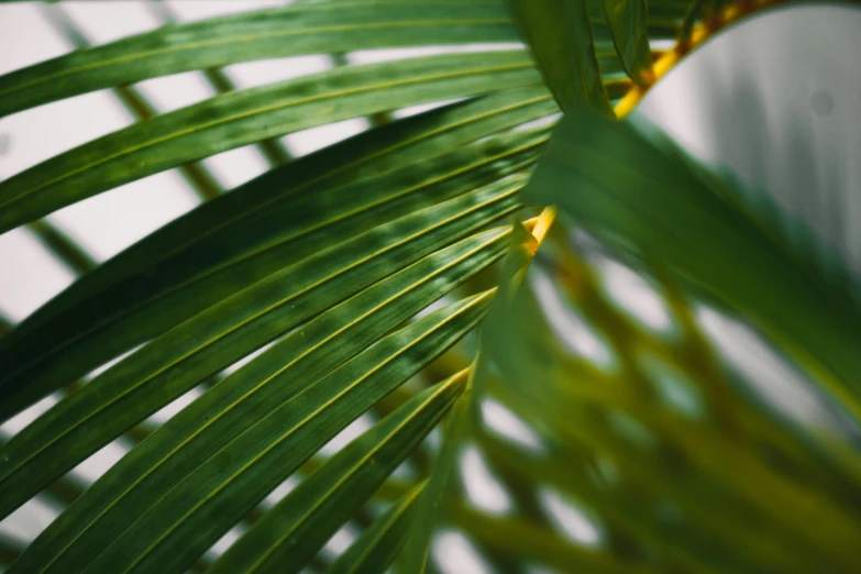 the leaves of a plant are blurry with the white background