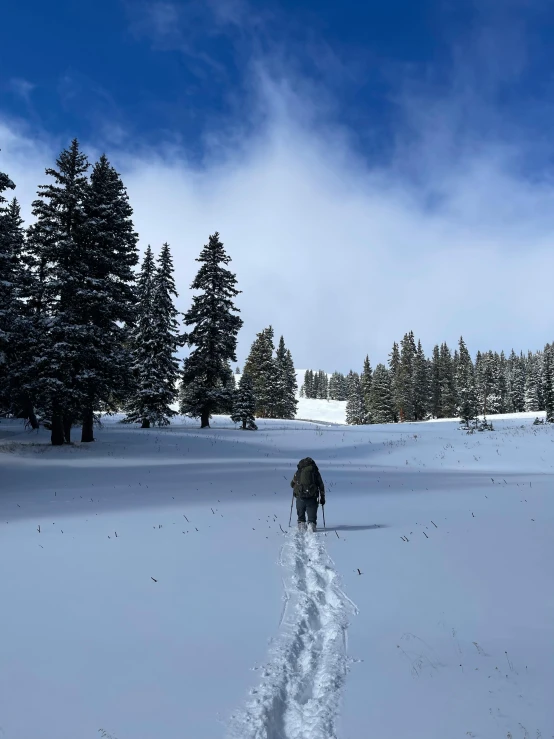 a lone skier going through the snow in front of trees