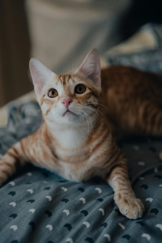 a brown and white cat sitting on top of a bed