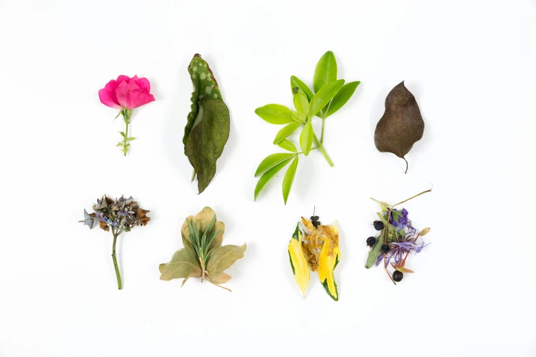 a collection of different flowers in front of white background