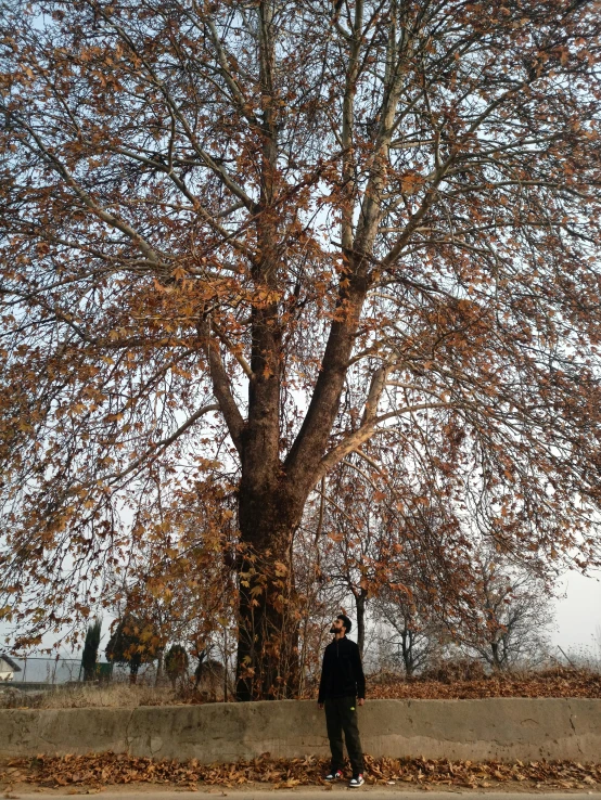 a man is standing under a large tree on a windy day