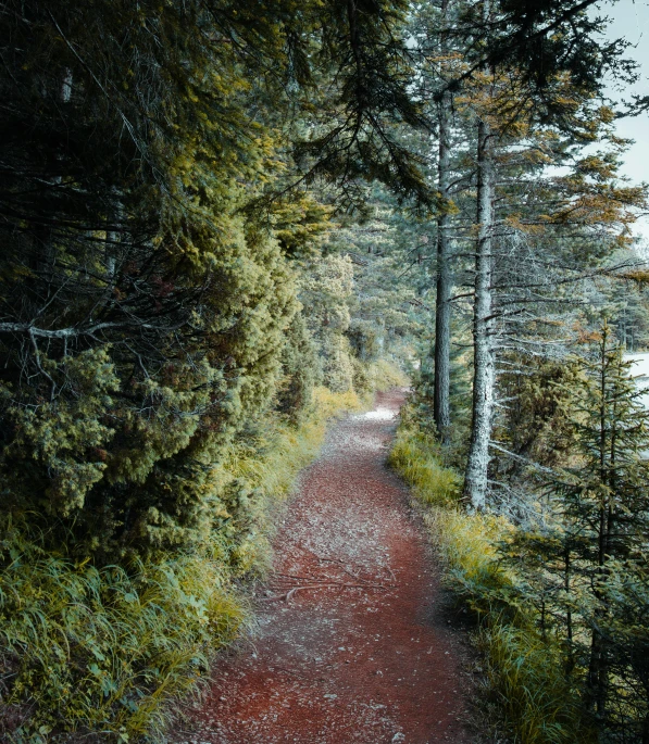 a dirt trail through the woods leading to some trees