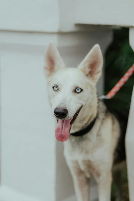 a white dog is panting next to his owner