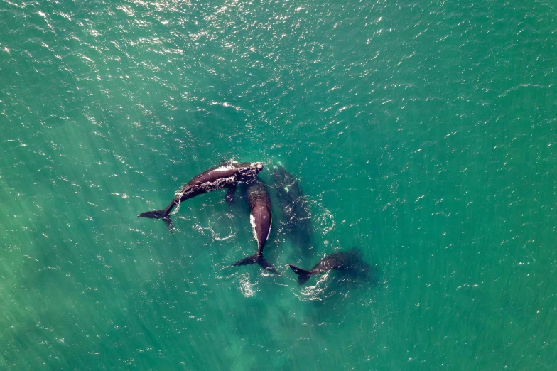 two dolphins swimming together in the ocean