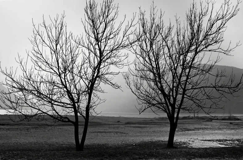 there are no leaves on the trees but one in the park