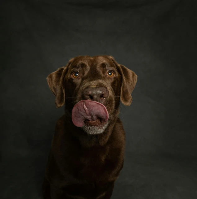 the dog is sitting with his tongue out