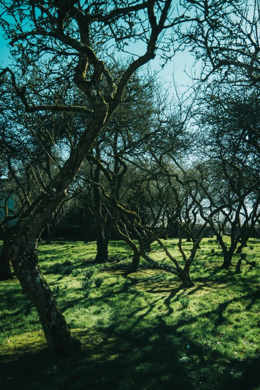 several green trees near each other in a field