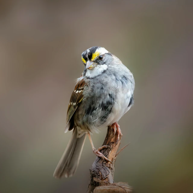 a bird on top of a piece of wood with an insect in the foreground