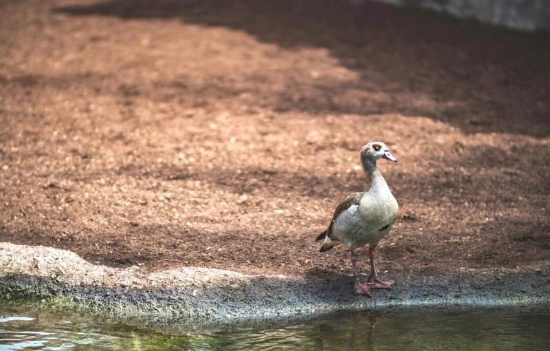 a bird standing on top of a patch of dirt