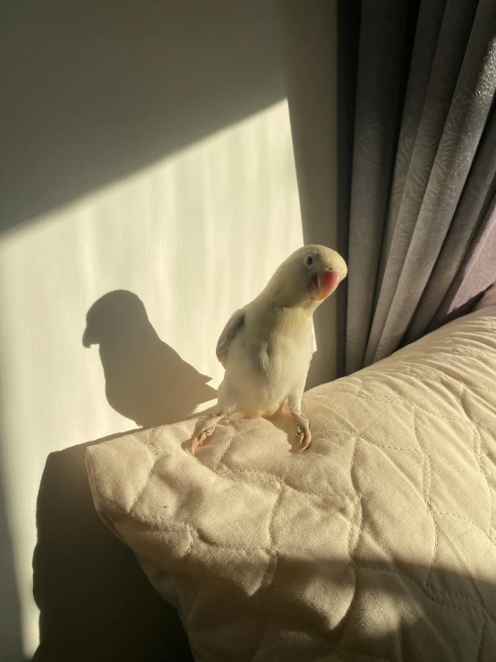 a white bird stands on a bed and casts shadow on the wall