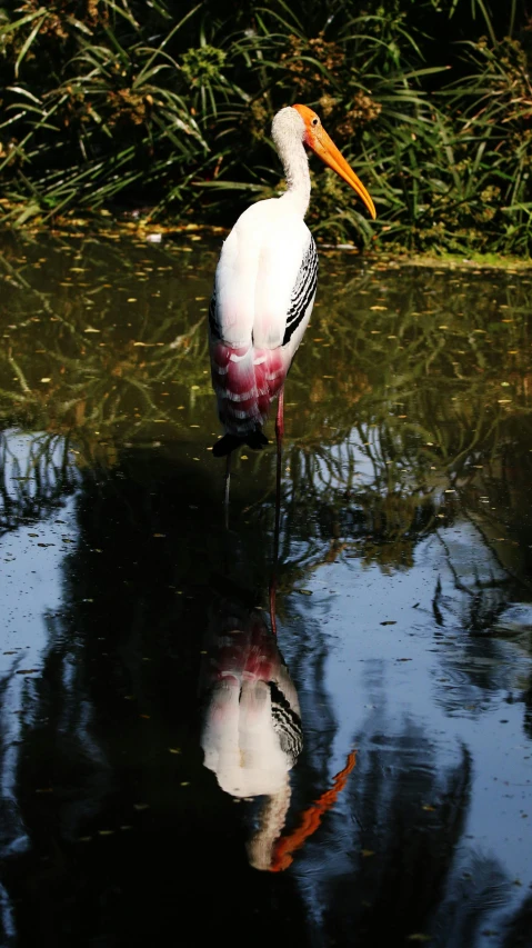 a white bird is standing in the water