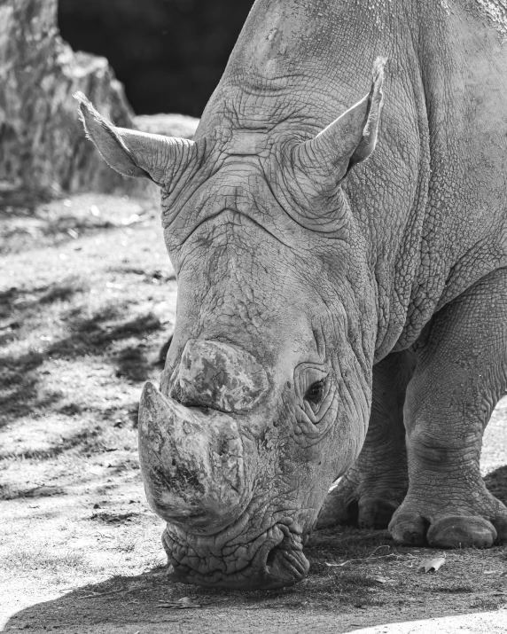 the black rhinoceros are large and are all grazing in the desert