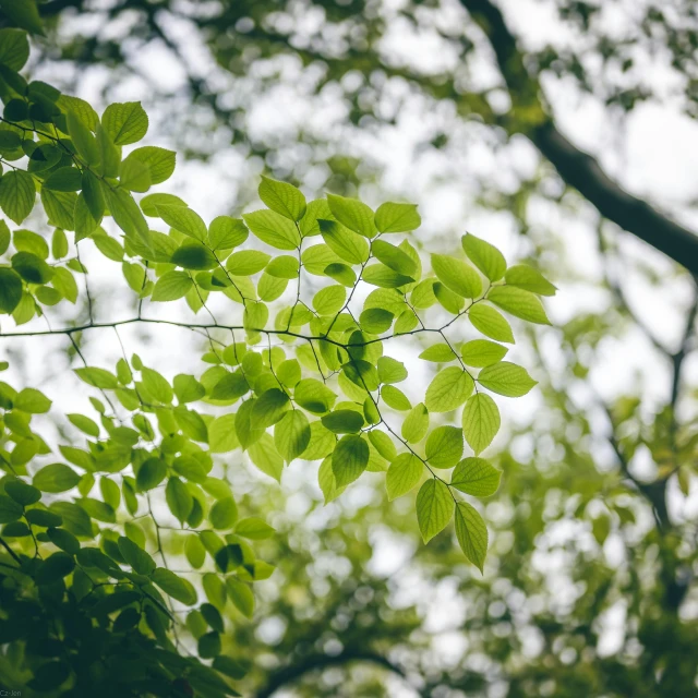 close up of green leaves on nches and trees