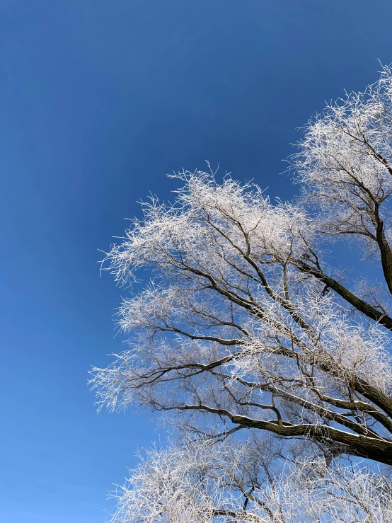 the white leaves of a tree against the blue sky