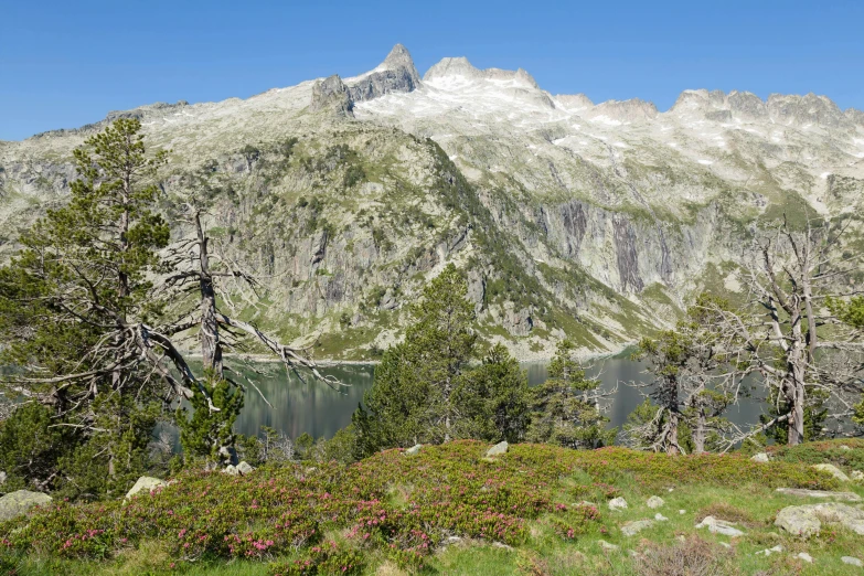 several large rocks in a grassy area with trees and flowers