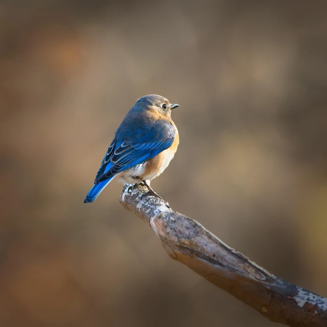 a little blue bird is perched on the top of a nch