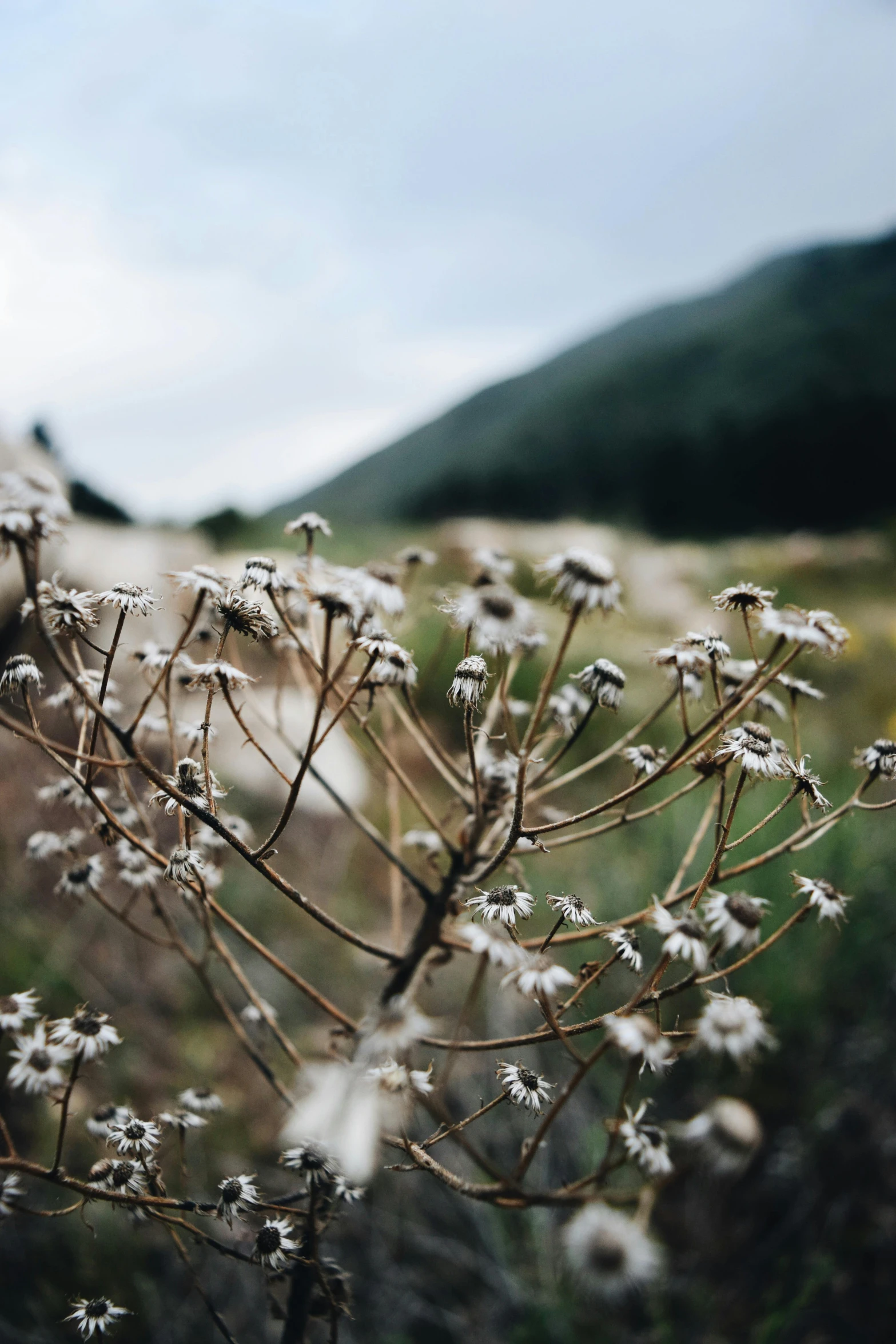 some white flowers in the grass and on a hill