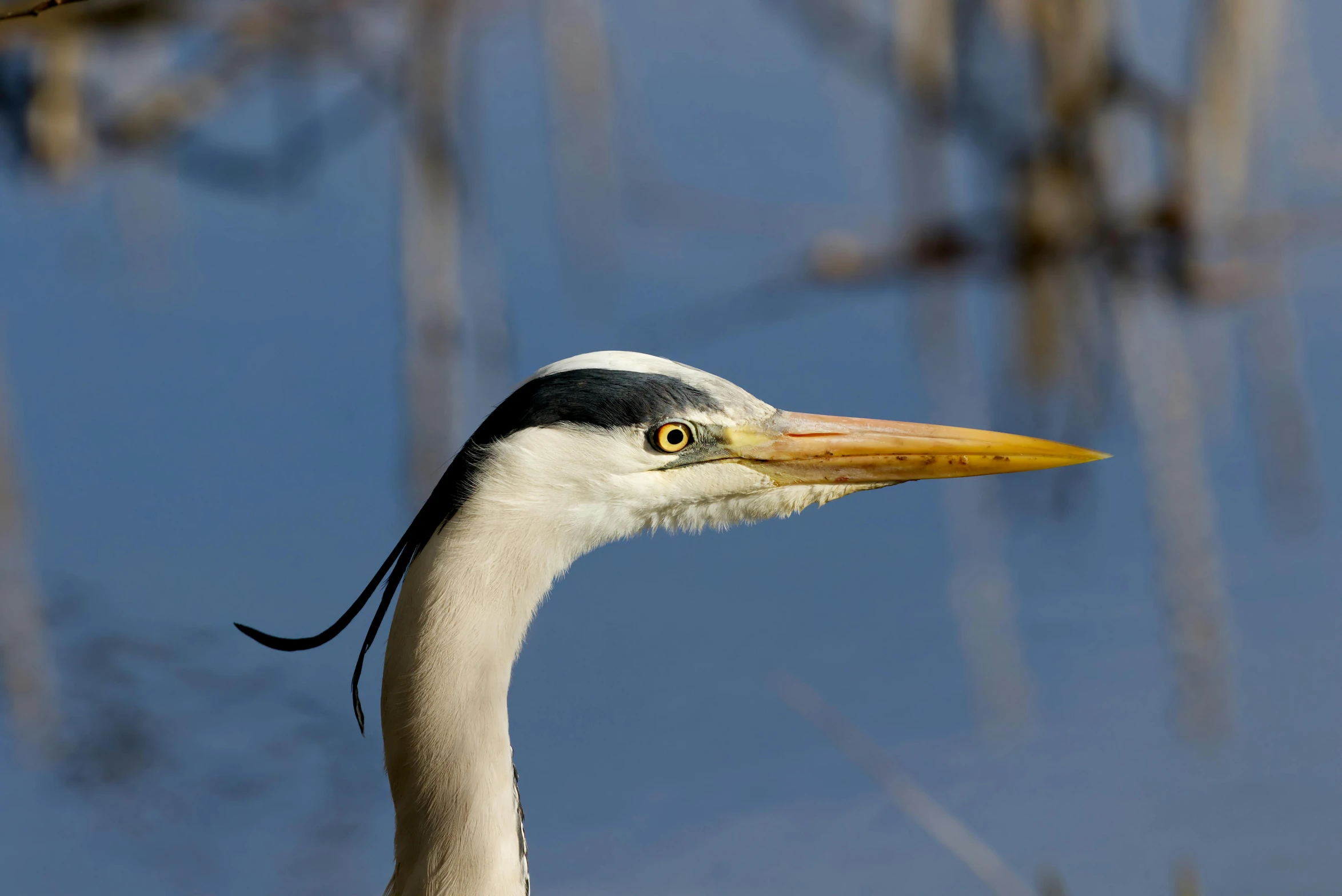 a close up s of a long necked stork