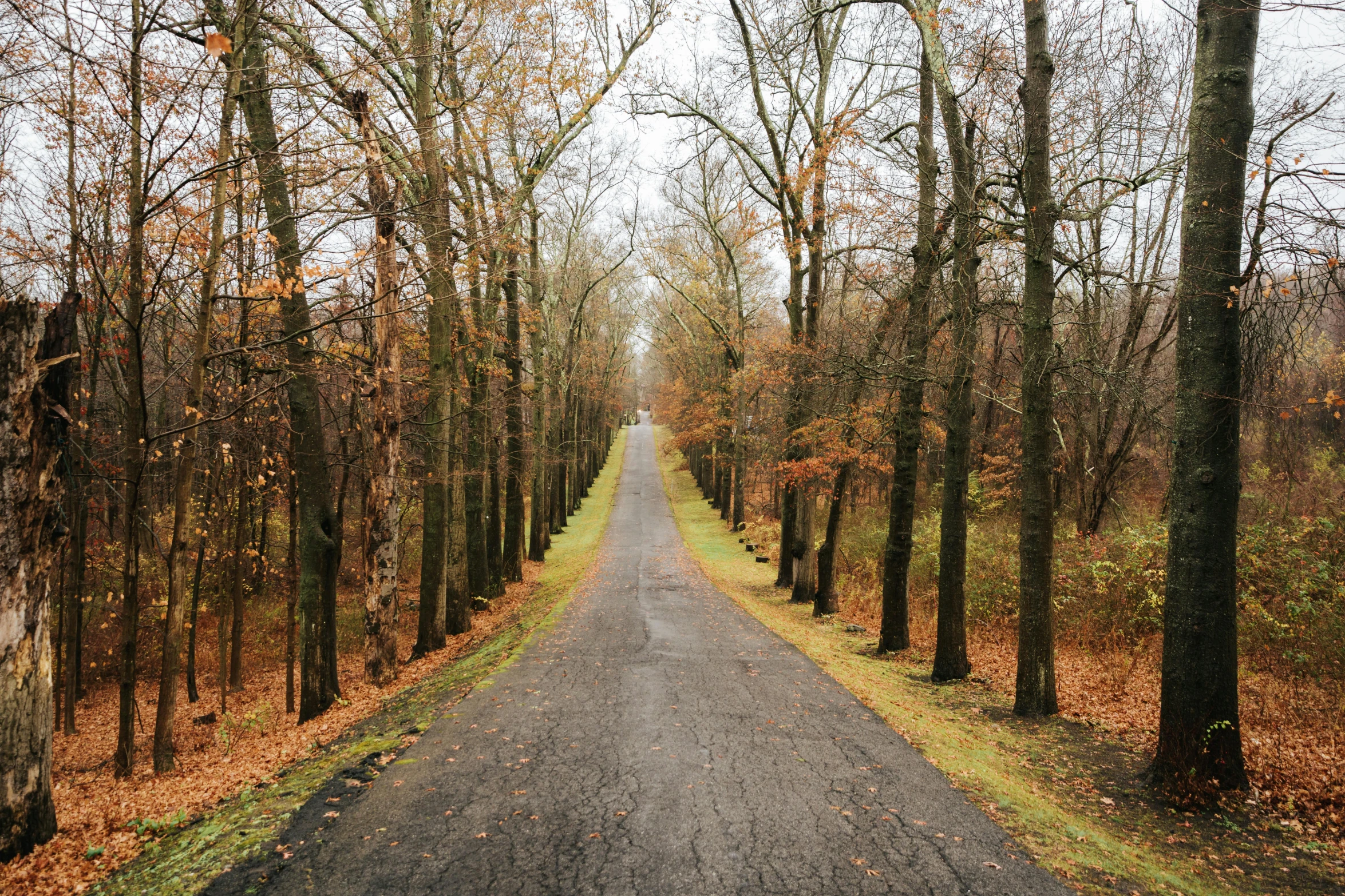 an empty street lined with trees and leaves in the fall