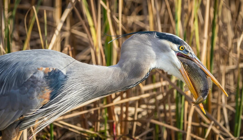 a heron holding a fish in it's beak