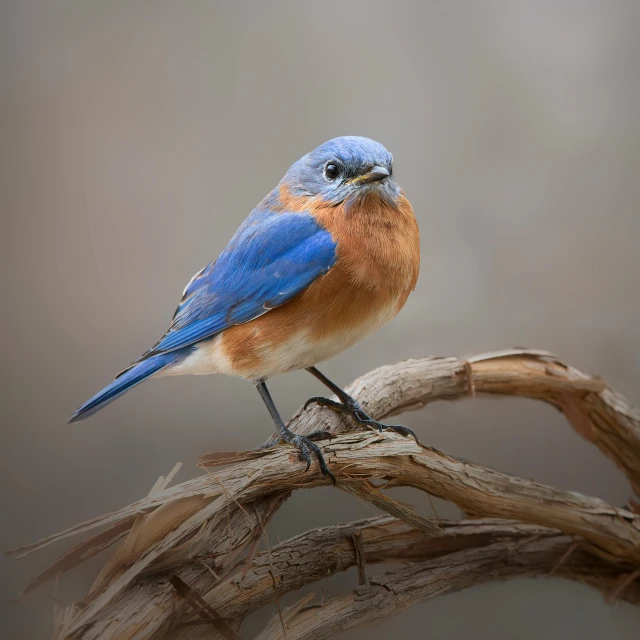 there is a blue bird that is standing on a twig