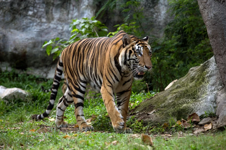 tiger walking in grass with trees and rocks behind it