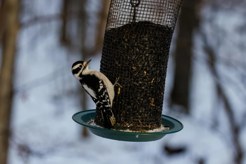 a black and white bird perched on top of a bird feeder