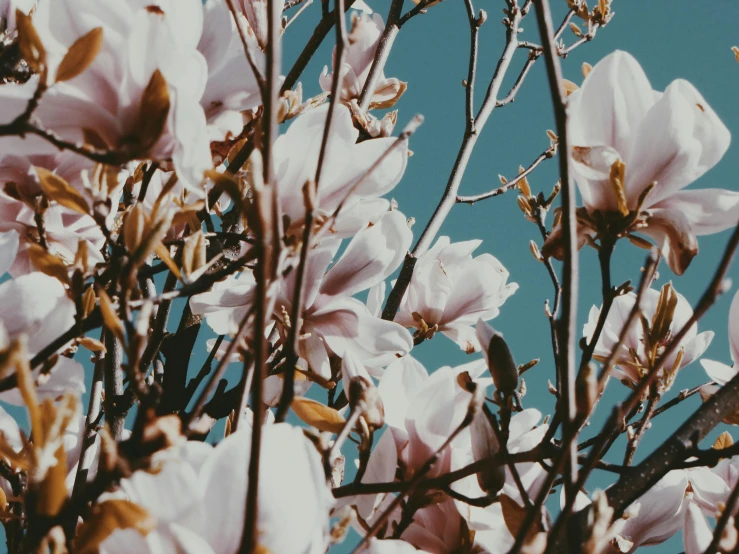 a bush with flowers in the middle and blue sky behind it