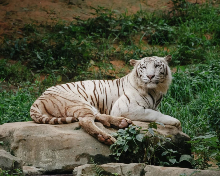 a white tiger laying down next to grass