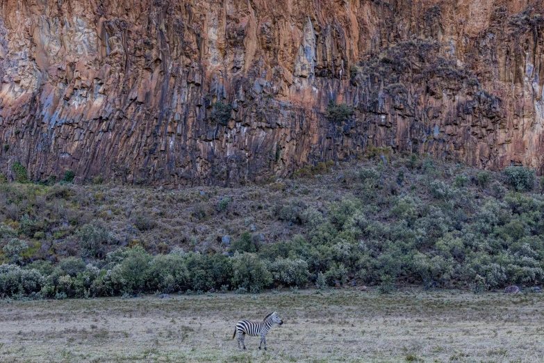 a ze is grazing in a field near a large cliff