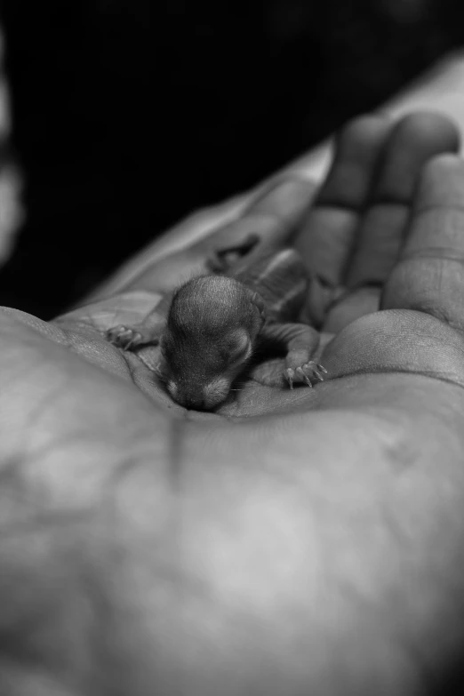 a person holds a baby turtle with their hand