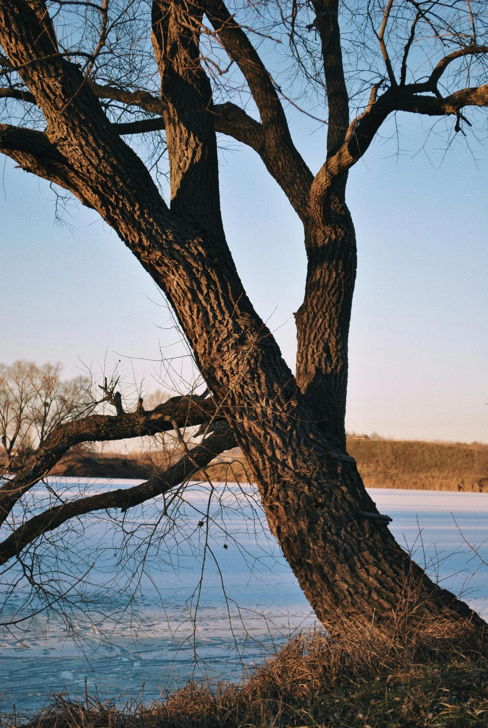 a large tree in the foreground against a blue sky and some water