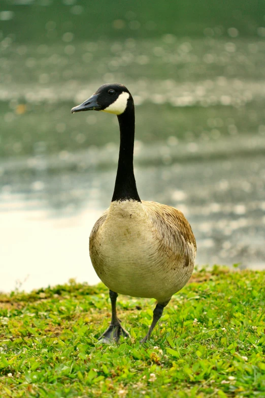 a goose is walking along the grass by the water