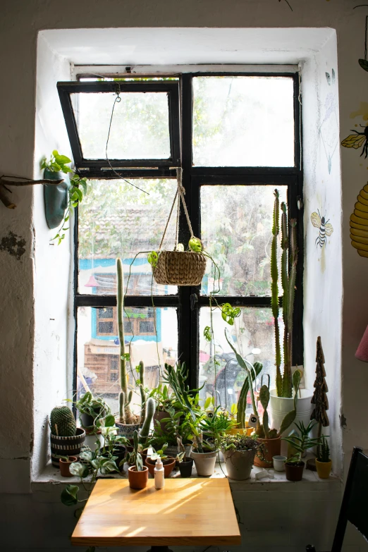 several plants sit in front of a window