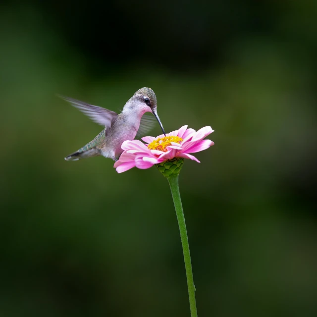 a humming bird flying towards a pink flower