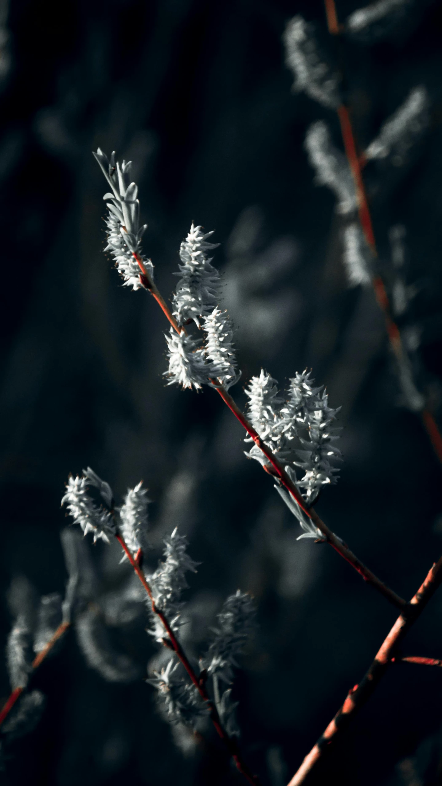 a close up of a tree with a light on the nches