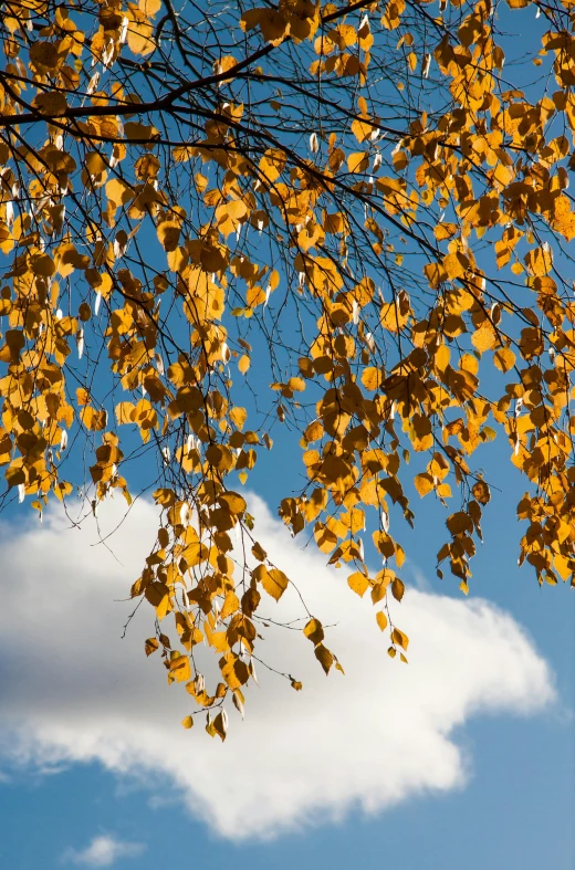 leaves on the nches of a tree near clouds