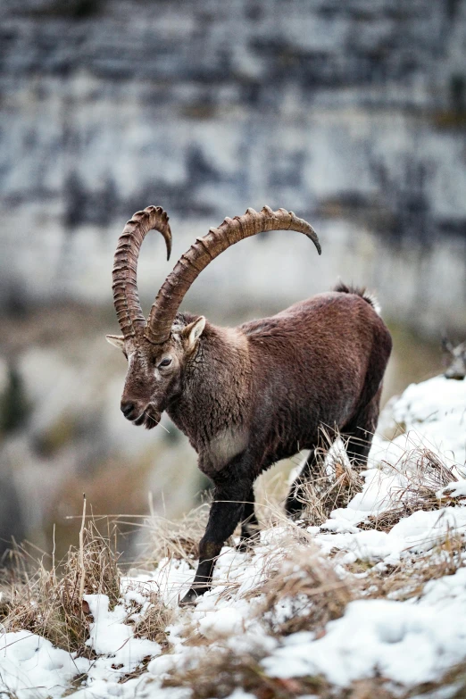 a goat walking in the snow next to some rocky terrain