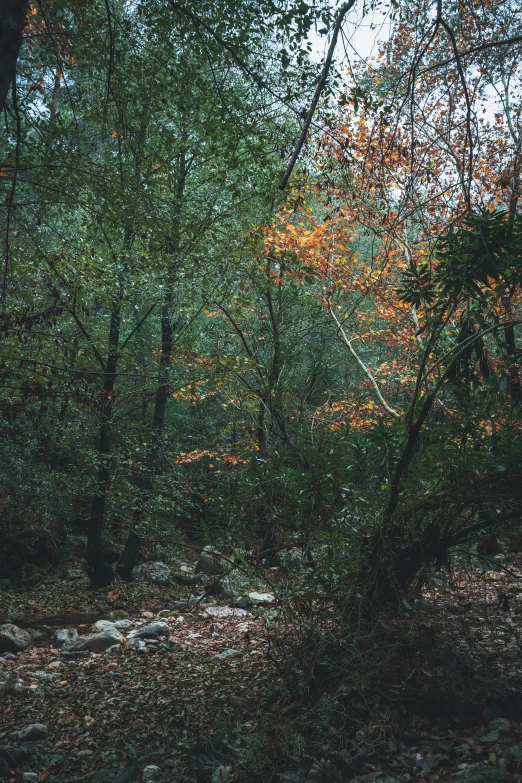 some trees and bushes with rocks and leaves