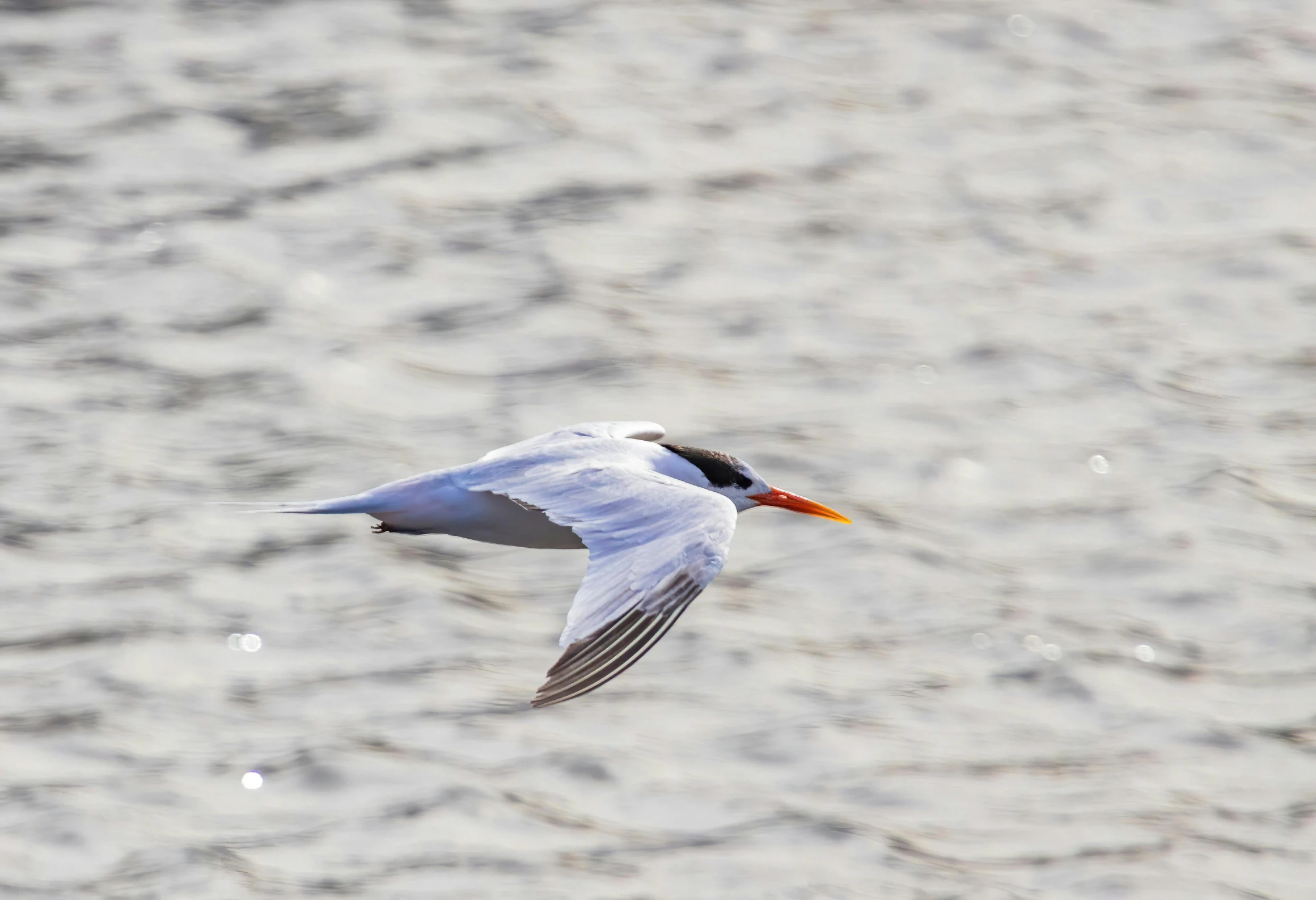 a seagull flying low over the water