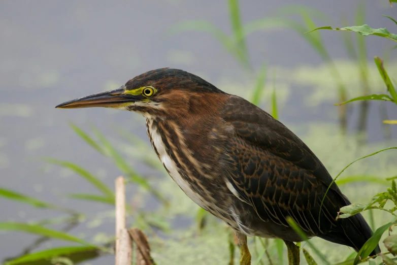 a bird standing in a marsh with some grass