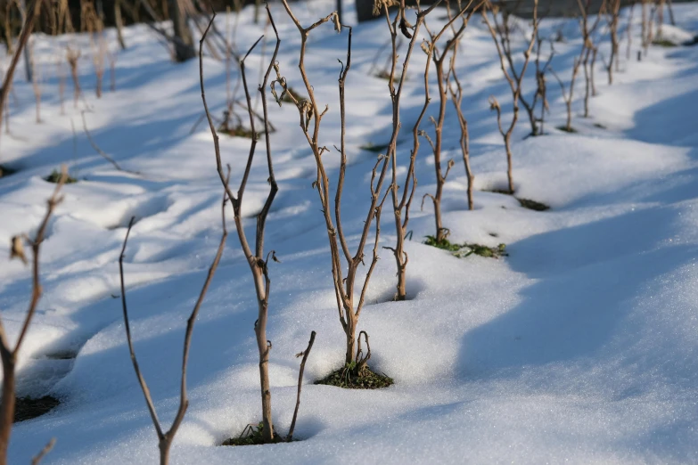 some small shrubs are covered in snow