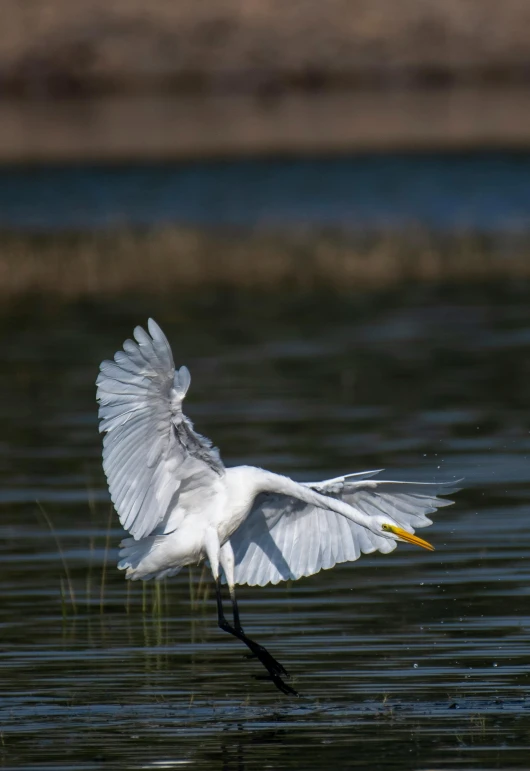 a white bird flying over a body of water