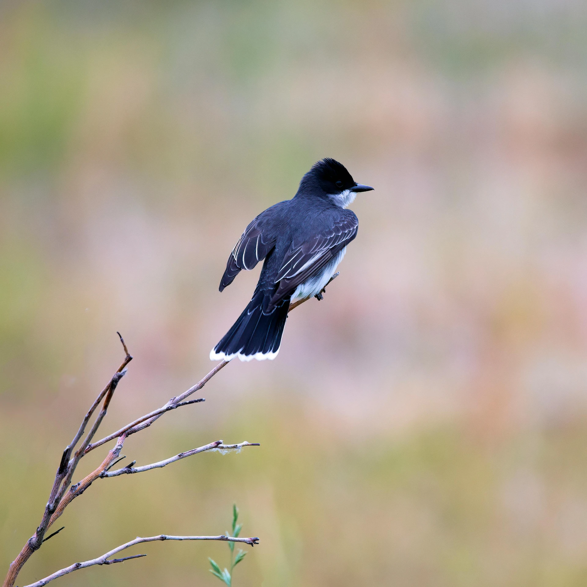 a bird is perched on the nch of a twig