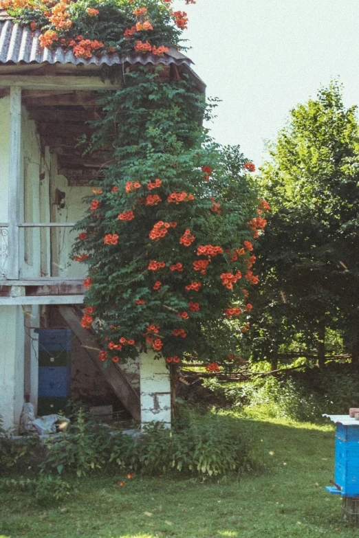 some flowers growing on the side of a house